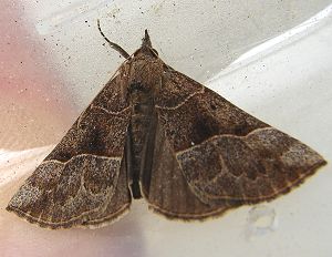 Deceptive Bomolocha Moth