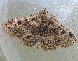 Common Fungus Moth