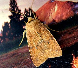 Bi-colored Sallow Moth