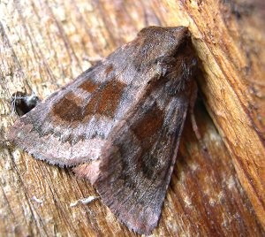 Bronzed Cutworm Moth