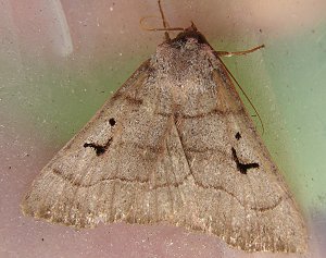 Brown Panopoda Moth