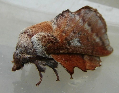 Lappet Moth