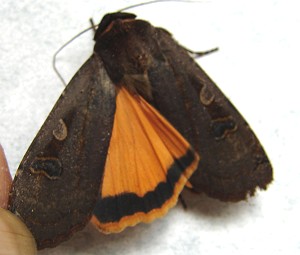 Large Yellow Underwing Moth