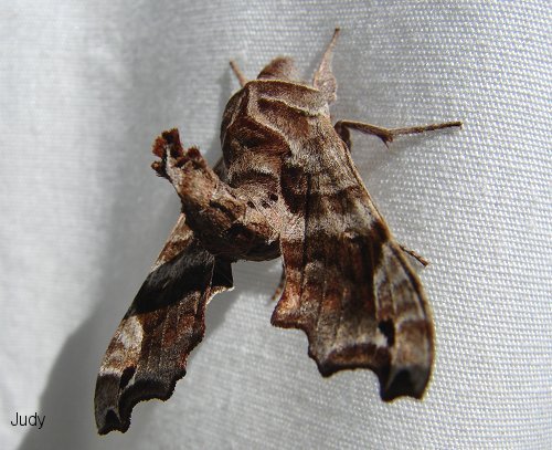 Lettered Sphinx Moth by Judy