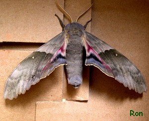 Big Poplar Moth