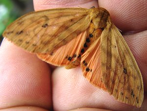 Isabella Tiger Moth