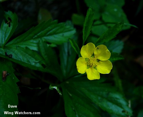 Cinquefoil species