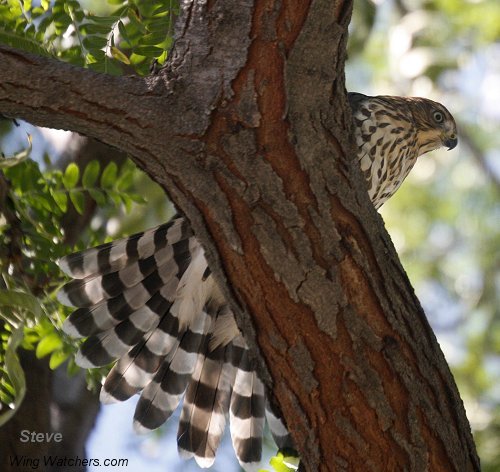 Cooper's Hawk (imm.) by Steve