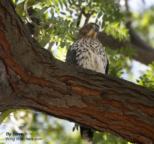 Cooper's Hawk (imm.) by Steve