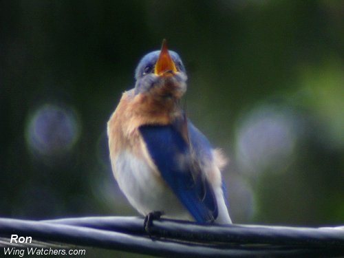 Eastern Bluebird by Ron Pelletier