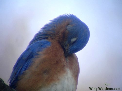 Eastern Bluebird preening by Ron Pelletier