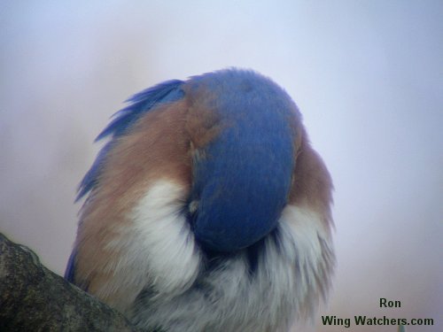 Eastern Bluebird preening by Ron Pelletier