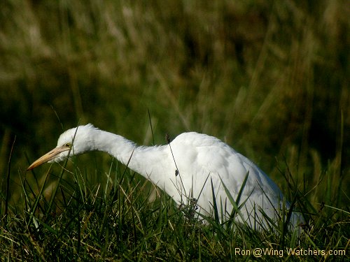 Cattle Egret by Ron Pelletier