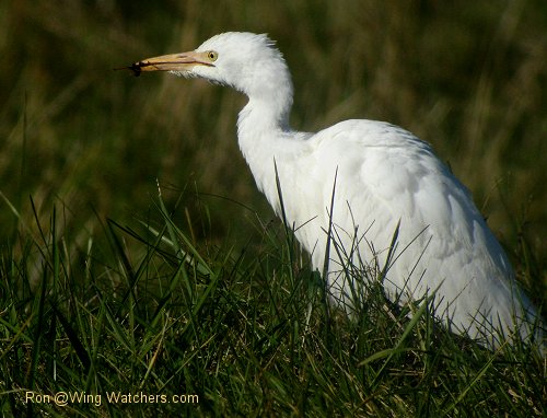 Cattle Egret by Ron Pelletier