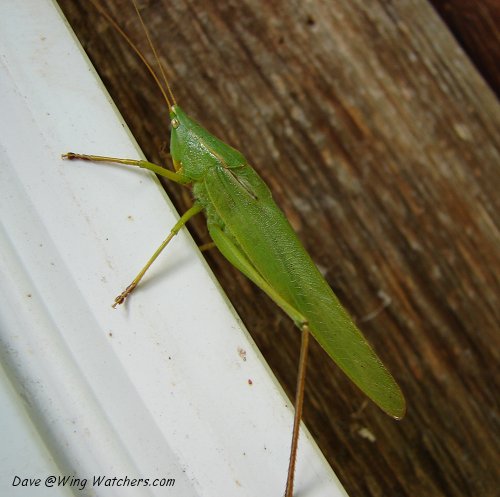 Sword-bearing Conehead Katydid by Dave