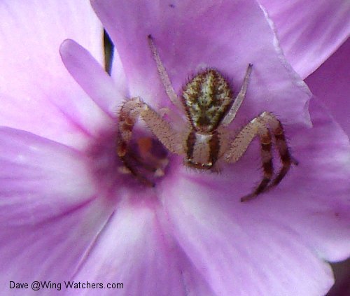 Crab Spider species by Dave Pelletier