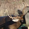 Photo of White-tailed Deer, ten pointer by Judy