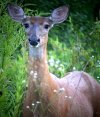 Photo of White-tailed Deer, by Ron