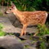 Photo of White-tailed Deer, fawn by Ron.