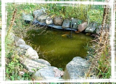 Photo of one of our three ponds.