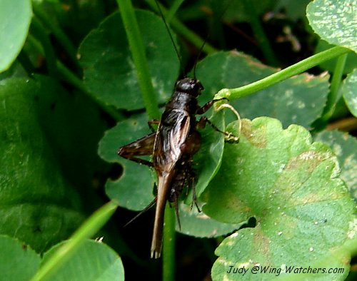 Ground Cricket by Judy