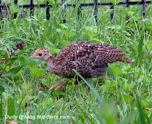 Baby Wild Turkey by Judy Pelletier