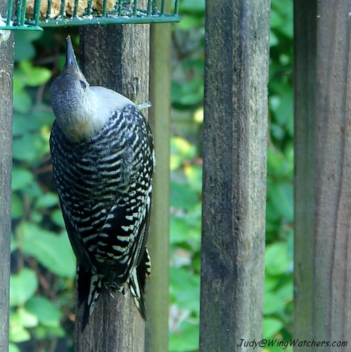 Red-bellied Woodpecker (imm) by Judy Pelletier