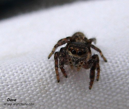 Jumping Spider species by Dave Pelletier