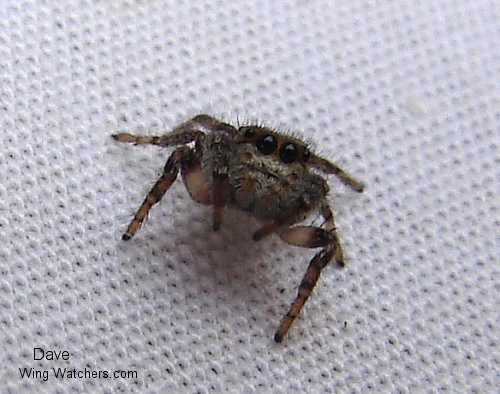 Jumping Spider species by Dave Pelletier