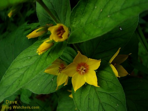 Garden Loosestrife