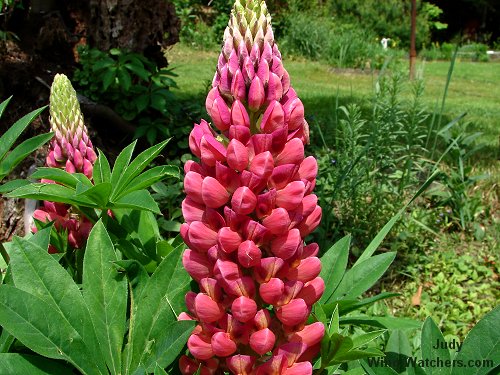 Gallery Red Lupine by Judy P.