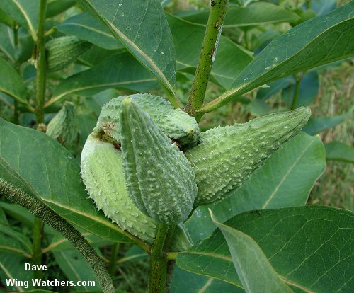 Common Milkweed Seedpods