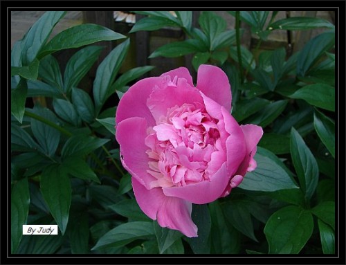 Peony flower by Judy