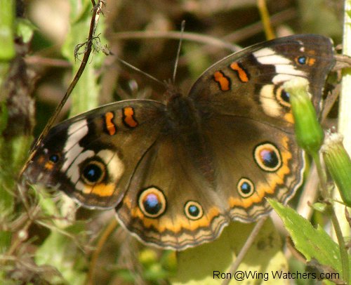 Common Buckeye Butterfly by Ron Pelletier