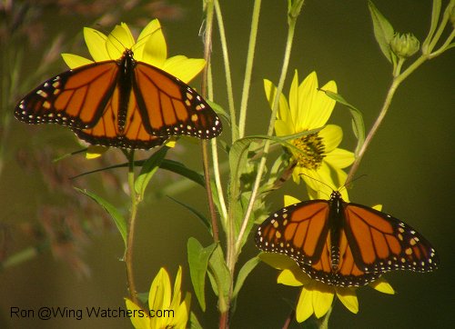 Monarch Butterflies by Ron Pelletier