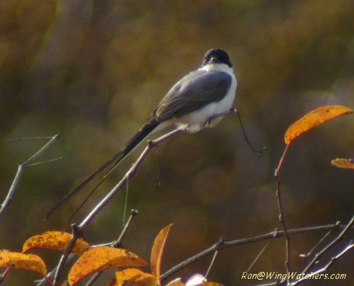 Fork-tailed Flycatcher by Ron Pelletier