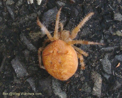 Orb Weaver species by Ron Pelletier