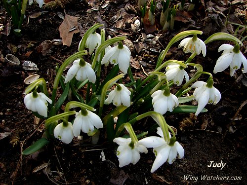 Snow Drops by Judy